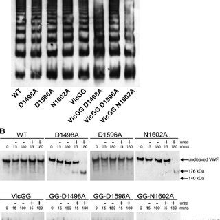 Unfolding Refolding Model Of The Vwf A Domain And Proteolysis By