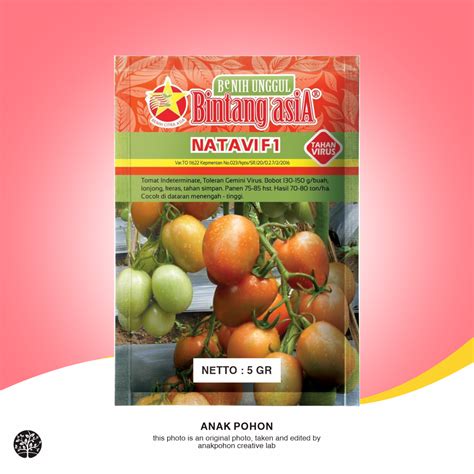 1 PACK Benih Tomat NATAVI F1 Indeterminate Hibrida Seeds Toleran