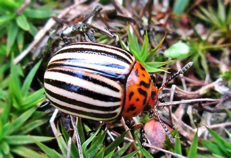 Colorado Potato Beetle