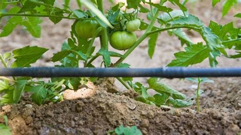 Comment Arroser Les Tomates Les Conseils Suivre Pour Avoir Des