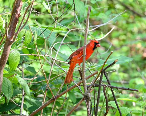 Bird Cardinal Feathers - Free photo on Pixabay - Pixabay