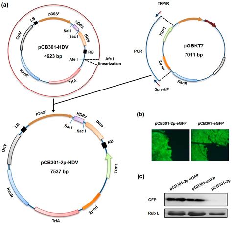 Viruses Free Full Text Rapid Construction Of Complex Plant Rna