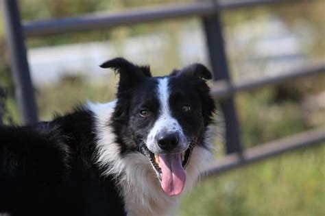 Border Collie Shedding Everything You Need To Know Colliepoint