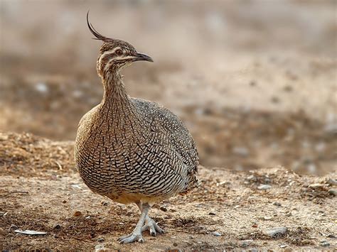 Perdiz Copetona Ebird