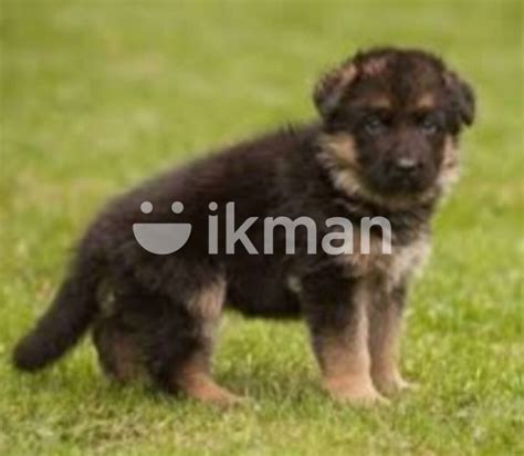 German Shepherd For Sale In Bingiriya Ikman
