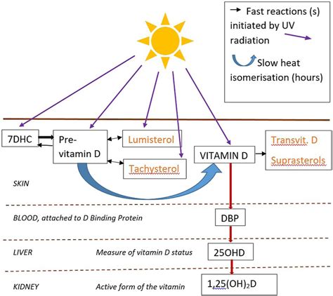 Years Of Vitamin D Doseresponse For Change In Hydroxyvitamin D