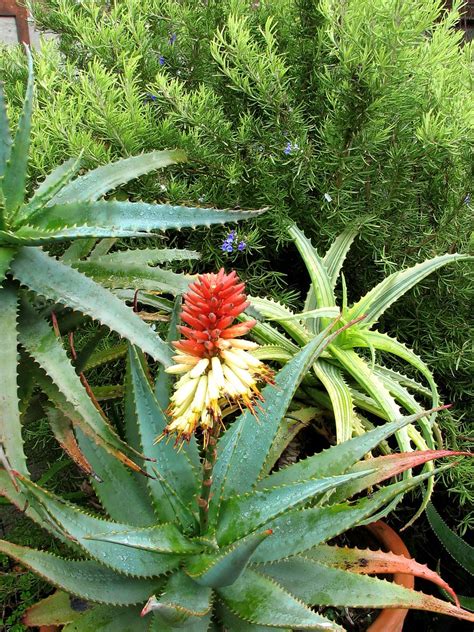 Apparently A Hybrid Between Aloe Arborescens And A ×princ Flickr