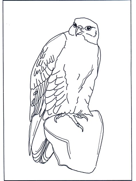 Hawk Painting Tweety Printable Animals Cool Coloring Pages Poster