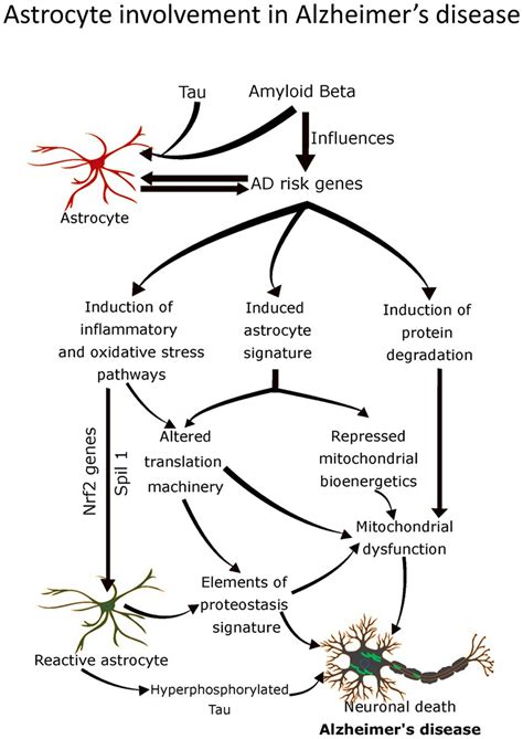 Frontiers Neuron Astrocyte Omnidirectional Signaling In Neurological