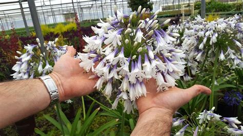 Agapanthus Fireworks