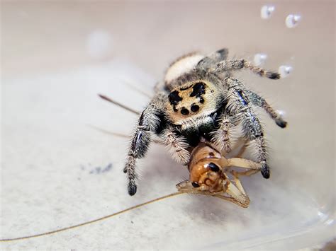 Regal Jumping Spider (Phidippus regius) - Spiders - Bug Pets USA ...