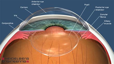 Anterior Part Of Your Eye Know The Eye