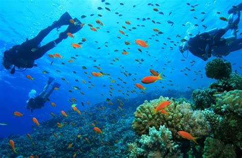 Plongée Corse Les 9 spots incontournables sur l Île de Beauté