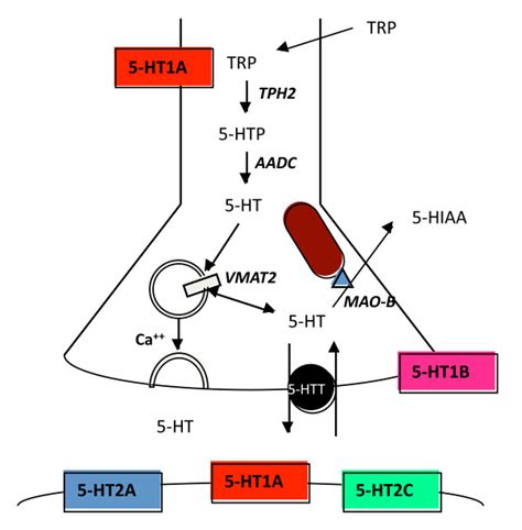 Components Of 5 Ht Neurotransmission Shown Are The Major Components