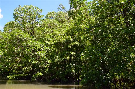 Banco De Imagens Panorama árvore Agua Natureza Floresta Ao Ar