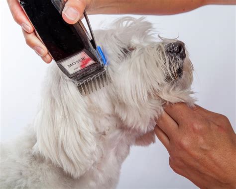 Las mejores máquinas de cortar el pelo para perros Guía por tipo de pelo