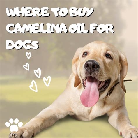 Where to Buy Camelina Oil for Dogs - Happy Puppe