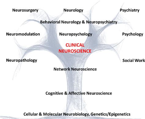 Figure 1 From Bridging The Great Divide What Can Neurology Learn From