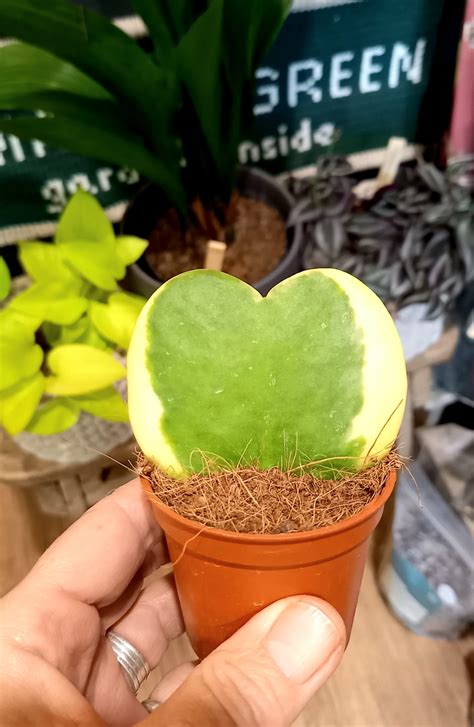 Hoya Kerrii ‘variegata Small And Green