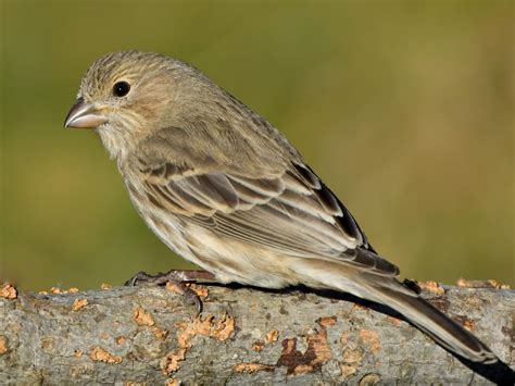 House Finch Nestwatch