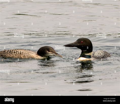 Common Loon With Young Immature Baby Loon Swimming In Their Environment