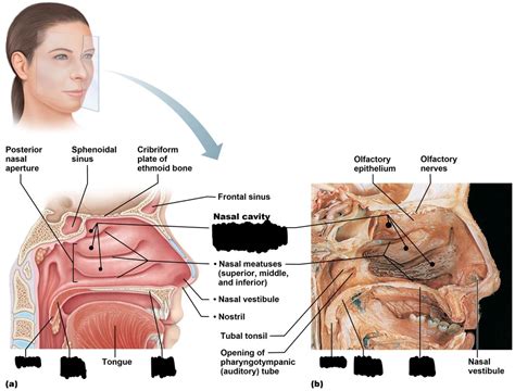 Nasal Cavity Diagram | Quizlet