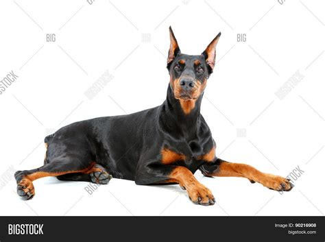 Doberman Pinscher Image And Photo Free Trial Bigstock