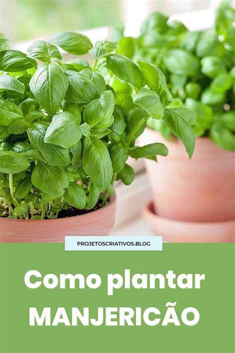 Como plantar manjericão dicas simples Plantar manjericao