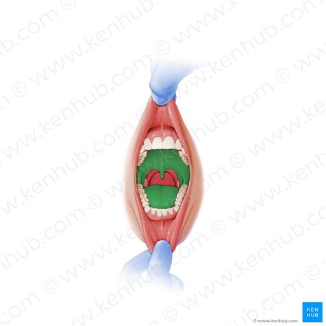 Mundhöhle Und Zunge Anatomie Und Strukturen Kenhub