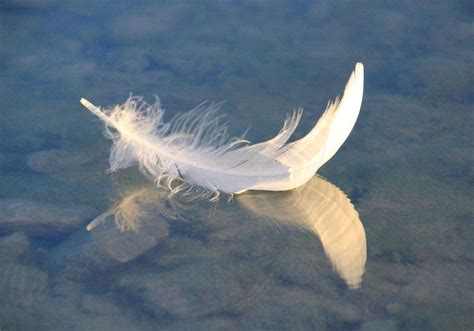 Feather Symbolism 10 Spiritual Meanings Of Feather