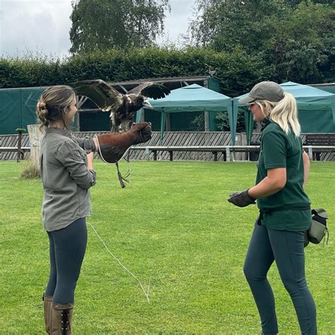 Half Day Birds Of Prey Experience Thirsk Birds Of Prey Centre