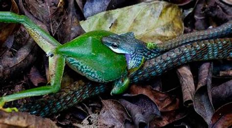 Snake Eats Huge Frog Whole In Shocking Pictures Nature News