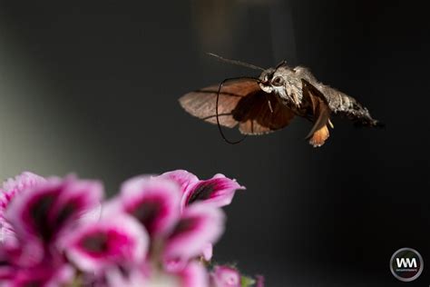 Kolibrievlinder Wmnatuurfotografiewm Natuurfotografie