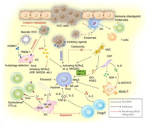 Modulator Role Of Nk Cells In Regulating Hcc Immune Responses Nk Cells