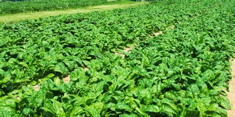 How To Grow Spinach Step By Step Guide Agric4profits