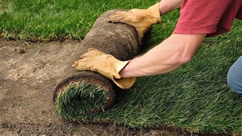 How To Plant A Lawn From Sod Lawn And Garden Care Youtube