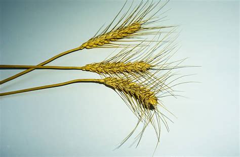 360+ Wheat Whole Wheat Husk Cereal Plant Stock Photos, Pictures ...