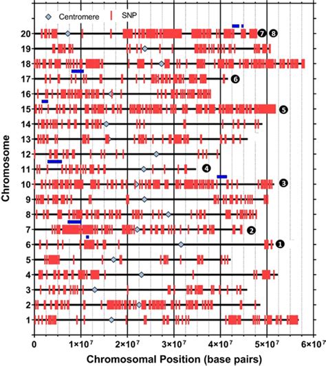 Physical Position Of SNPs On Soybean Chromosomes And Position Of Loci