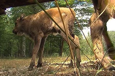 Aube Effo le petit bison du parc de la forêt d Orient