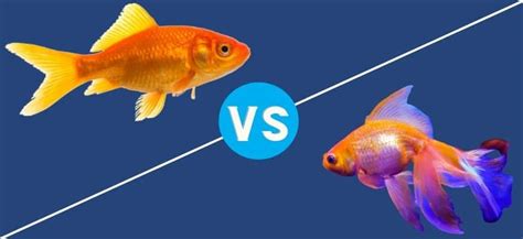 How To Tell If A Goldfish Is Male Or Female Key Differences