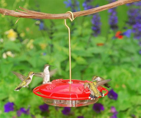 Hanging Hummingbird Feeder🐦