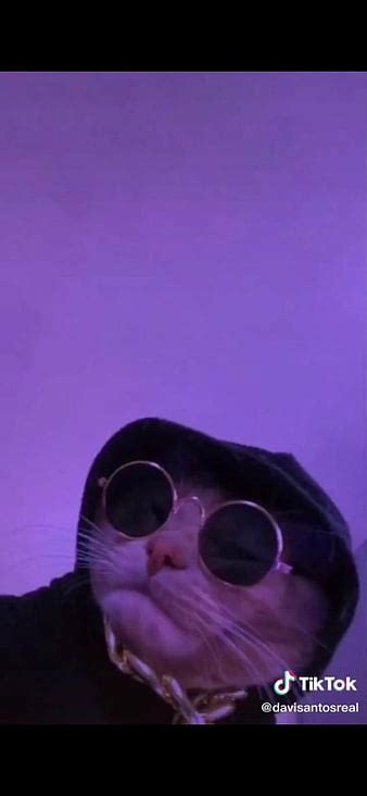 Licking Cat Funny Ihatetags Hd Phone Wallpaper Peakpx