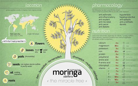 GirlsAffair: Health Benefits of Morninga Plant (moringa oleifera)