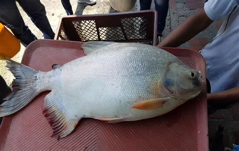 Pesca Deportiva Martin Pescador Palmira Valle Del Cauca