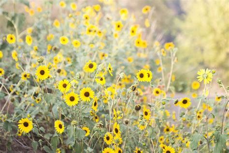 Meaning and Symbolism Of Sunflowers - Green Garden Cottage