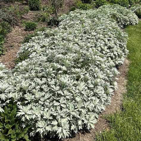 Order Artemisia Annuals Online