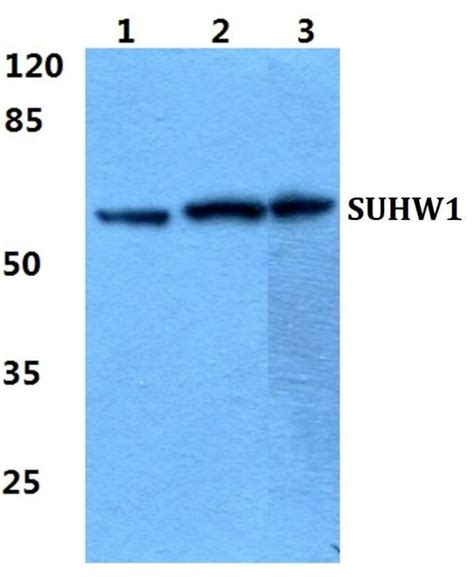 Znf A Polyclonal Antibody Invitrogen L Unconjugated Fisher