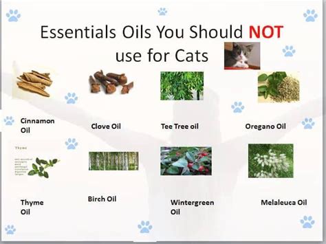 Essential Oil For Cats Tee Tree Oil Melaleuca Oil Wintergreen Oil