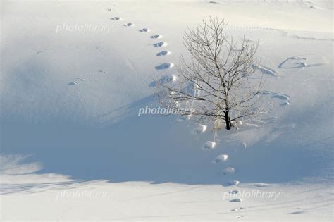 雪原の足跡 写真素材 4997163 フォトライブラリー Photolibrary