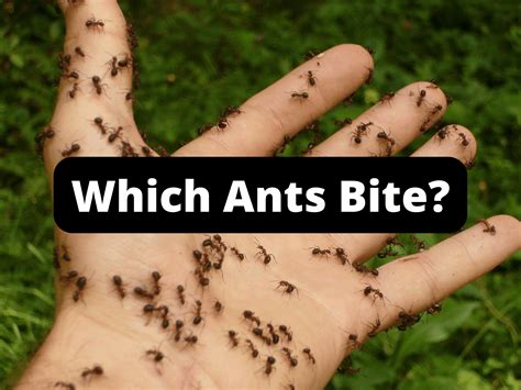 What Do Carpenter Ant Bites Look Like At Mariacmcgaugh Blog